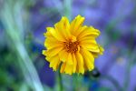 IMG_1684.jpg